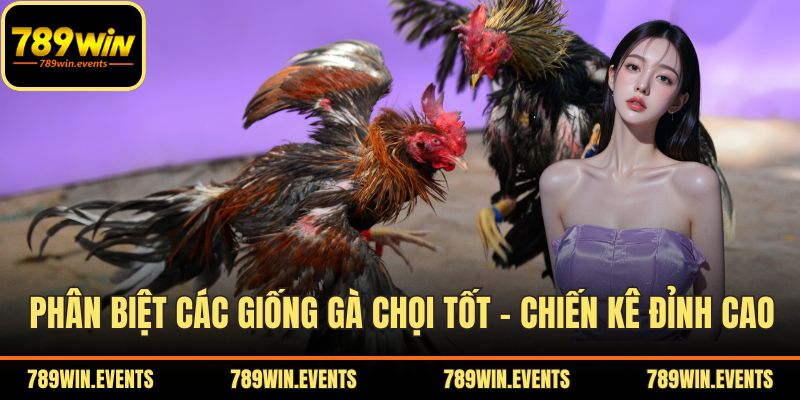 Phân Biệt Các Giống Gà Chọi Tốt – Cẩm Nang Chọn Chiến Kê Đỉnh Cao